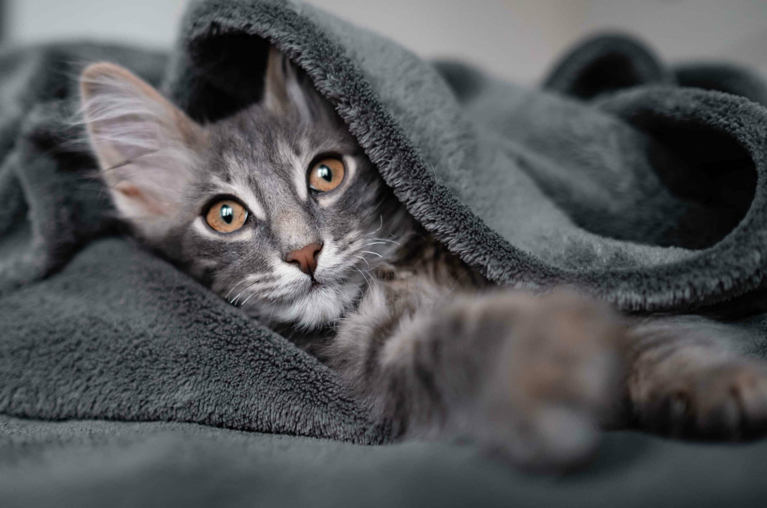 About Us Image Section