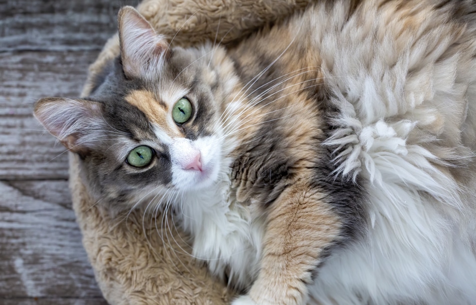 A fluffy, long-haired cat with green eyes lies in a round beige pet bed on a wooden surface, looking up at the camera.